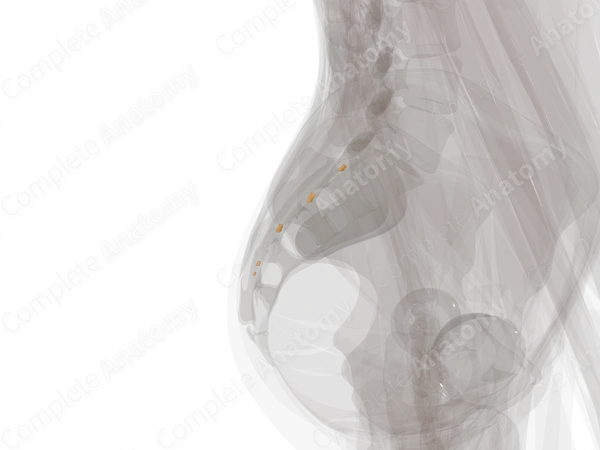 Sacral Nerves (Left)