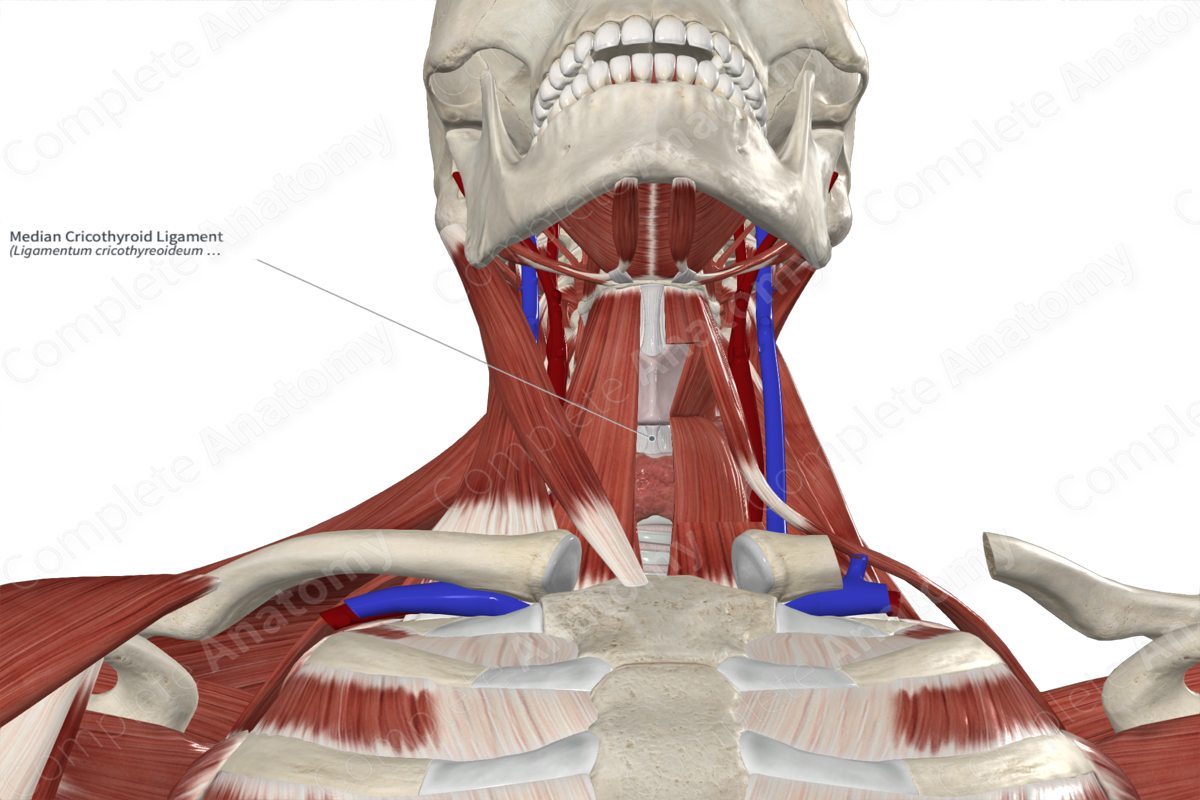 Median Cricothyroid Ligament