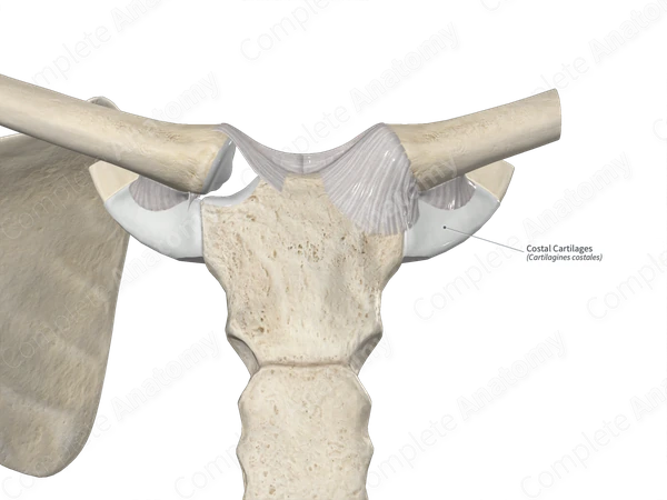 Costal Cartilages 