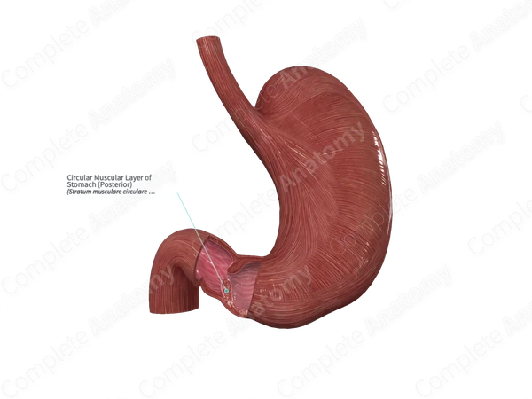 Circular Muscular Layer of Stomach (Posterior)