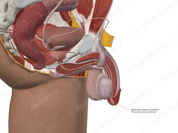 Navicular Fossa of Urethra