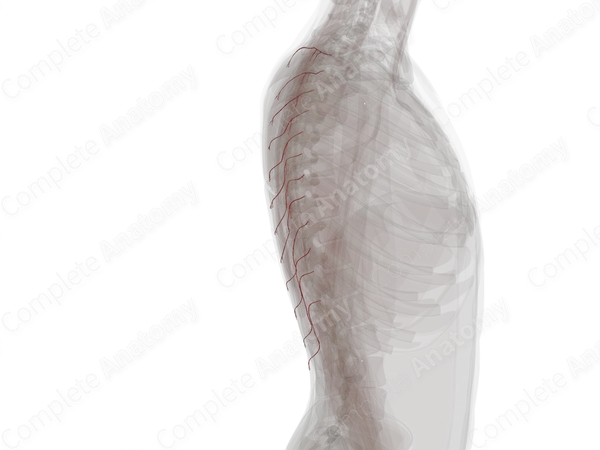 Medial Dorsal Cutaneous Branches of Posterior Intercostal Arteries (Left)