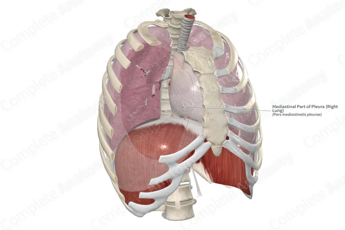 Mediastinal Part of Pleura (Right Lung)