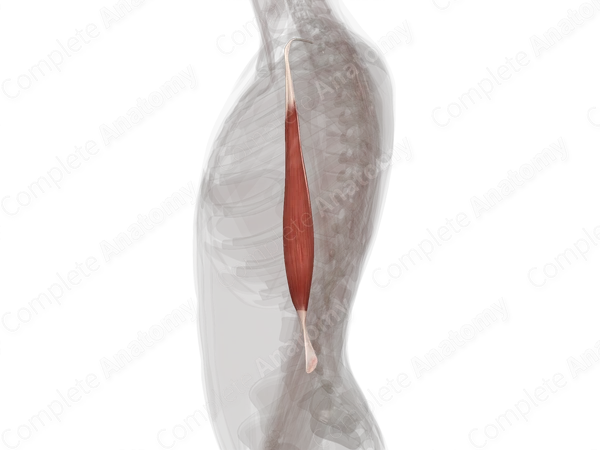 Biceps Brachii Muscle (Left)