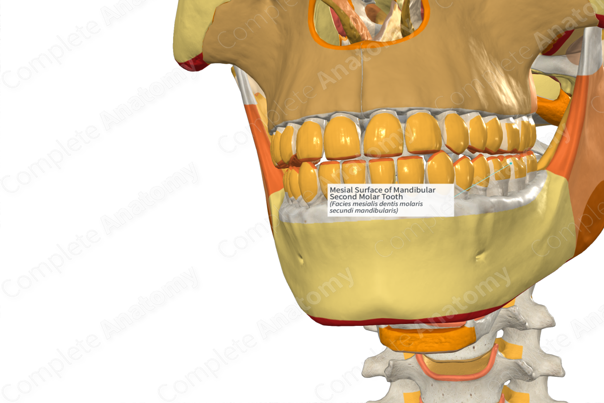 Mesial Surface of Mandibular Second Molar Tooth