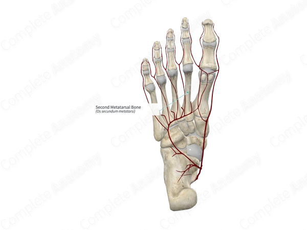 Second Metatarsal Bone