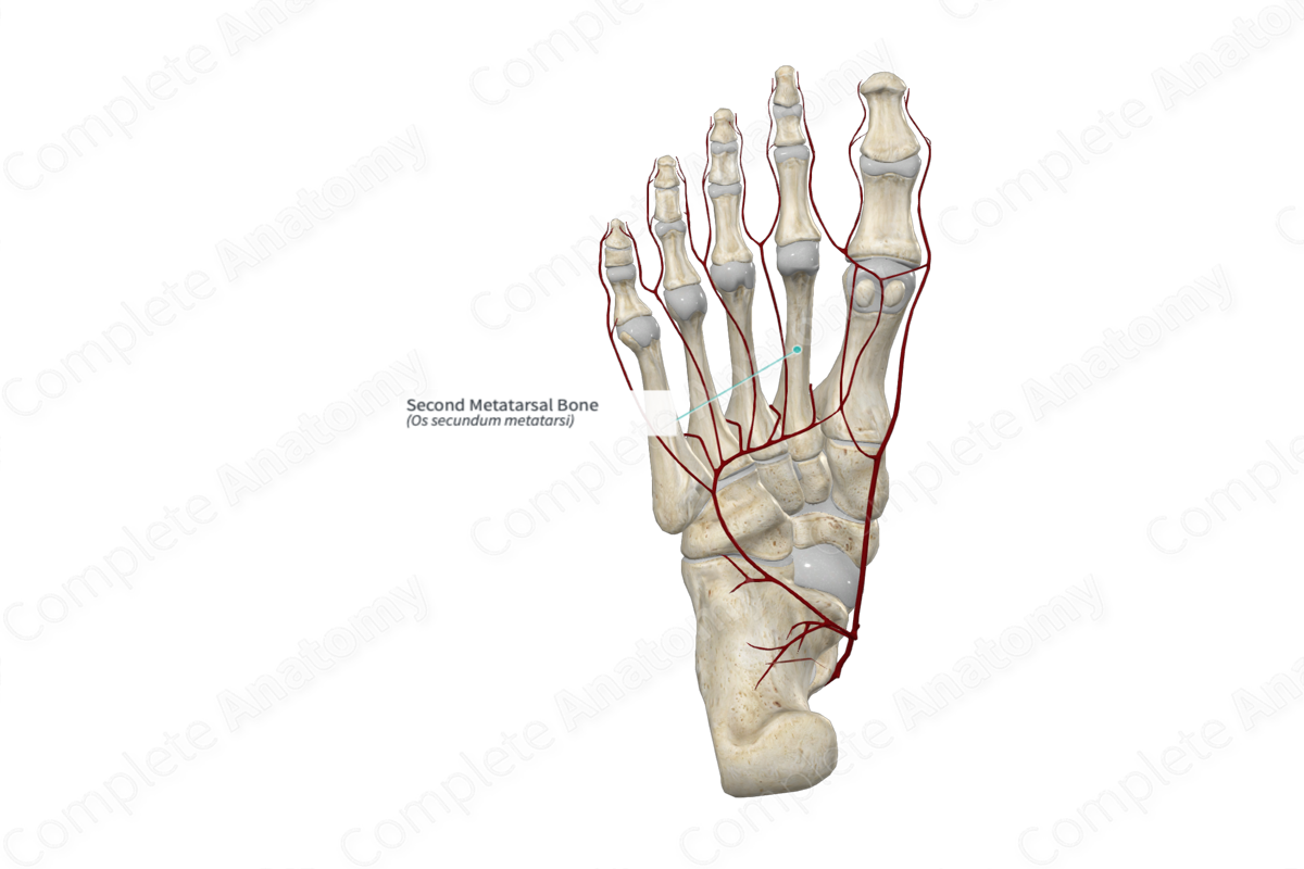 Second Metatarsal Bone 
