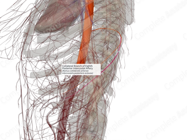 Collateral Branch of Eighth Posterior Intercostal Artery (Right)