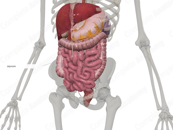 Serosa of Small Intestine (Jejunum)