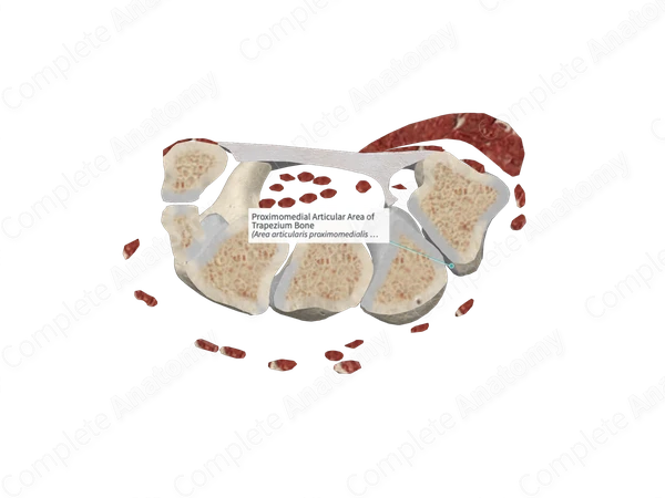 Proximomedial Articular Area of Trapezium Bone