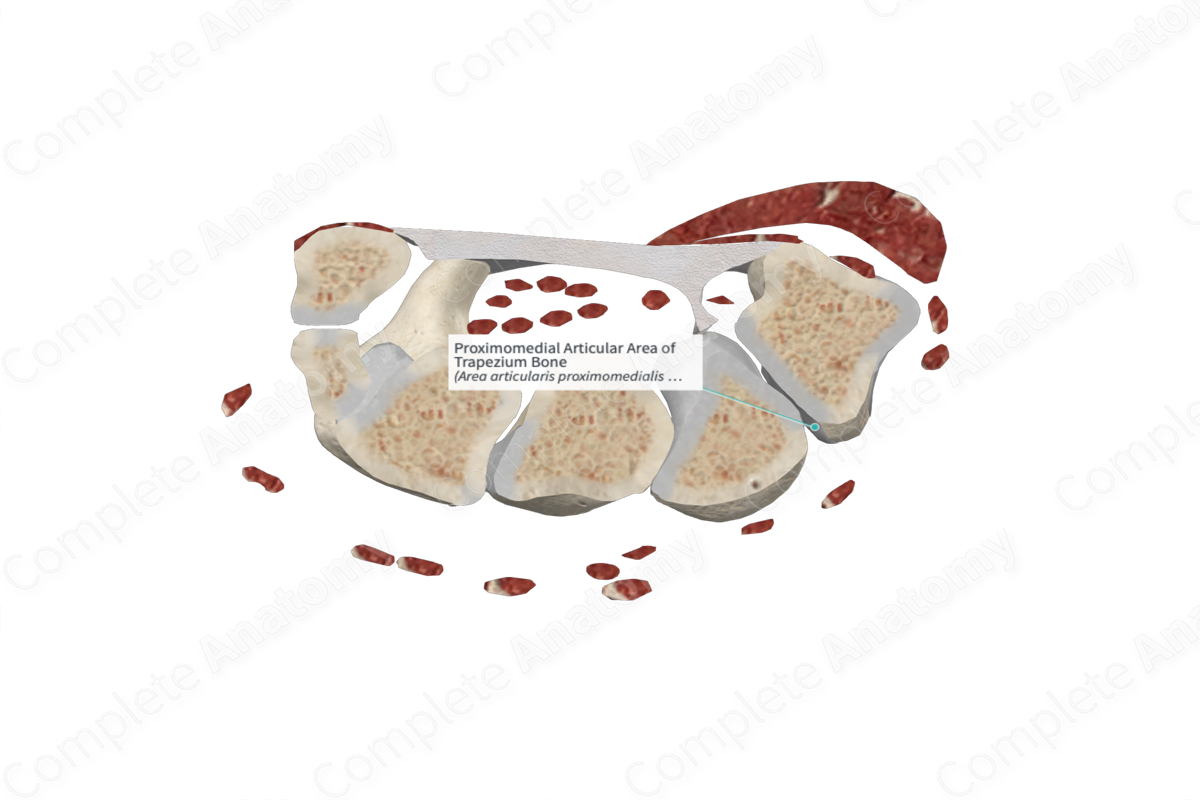 Proximomedial Articular Area of Trapezium Bone 