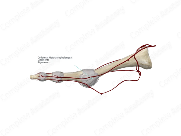 Collateral Metatarsophalangeal Ligaments 