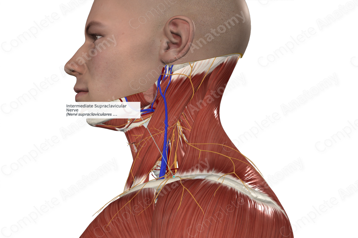 Intermediate Supraclavicular Nerve 