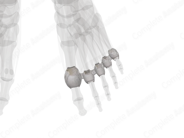 Metatarsophalangeal Joints (Left)