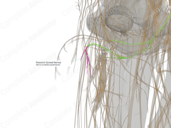 Posterior Scrotal Nerves (Right)