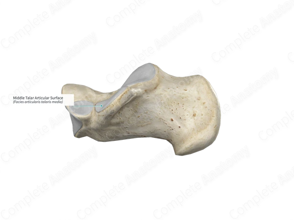 Middle Talar Articular Surface