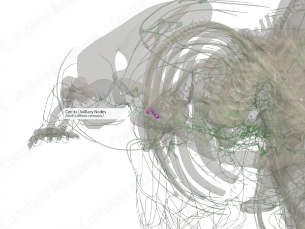 Central Axillary Nodes (Left)