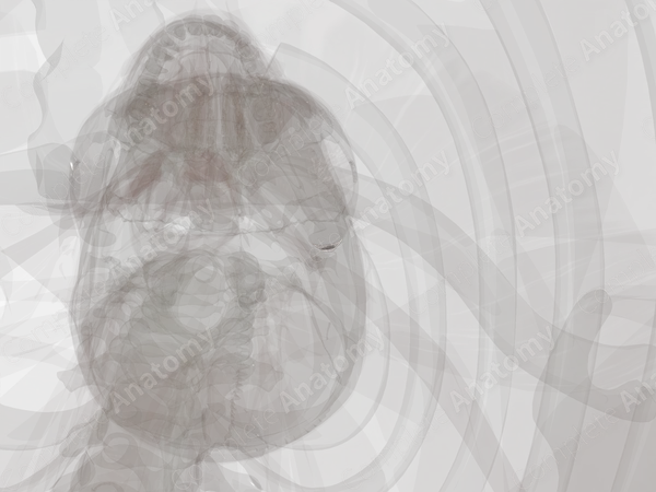 Retrodiscal Tissue of Temporomandibular Joint (Left)