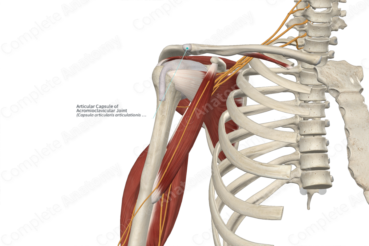 Articulaciones de la clavícula  Medical anatomy, Medicine studies, Anatomy