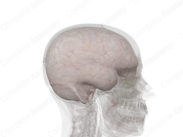 Cranial Dura