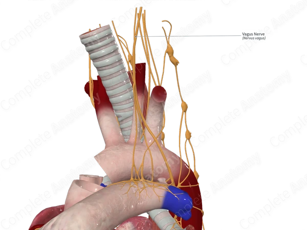 Vagus Nerve