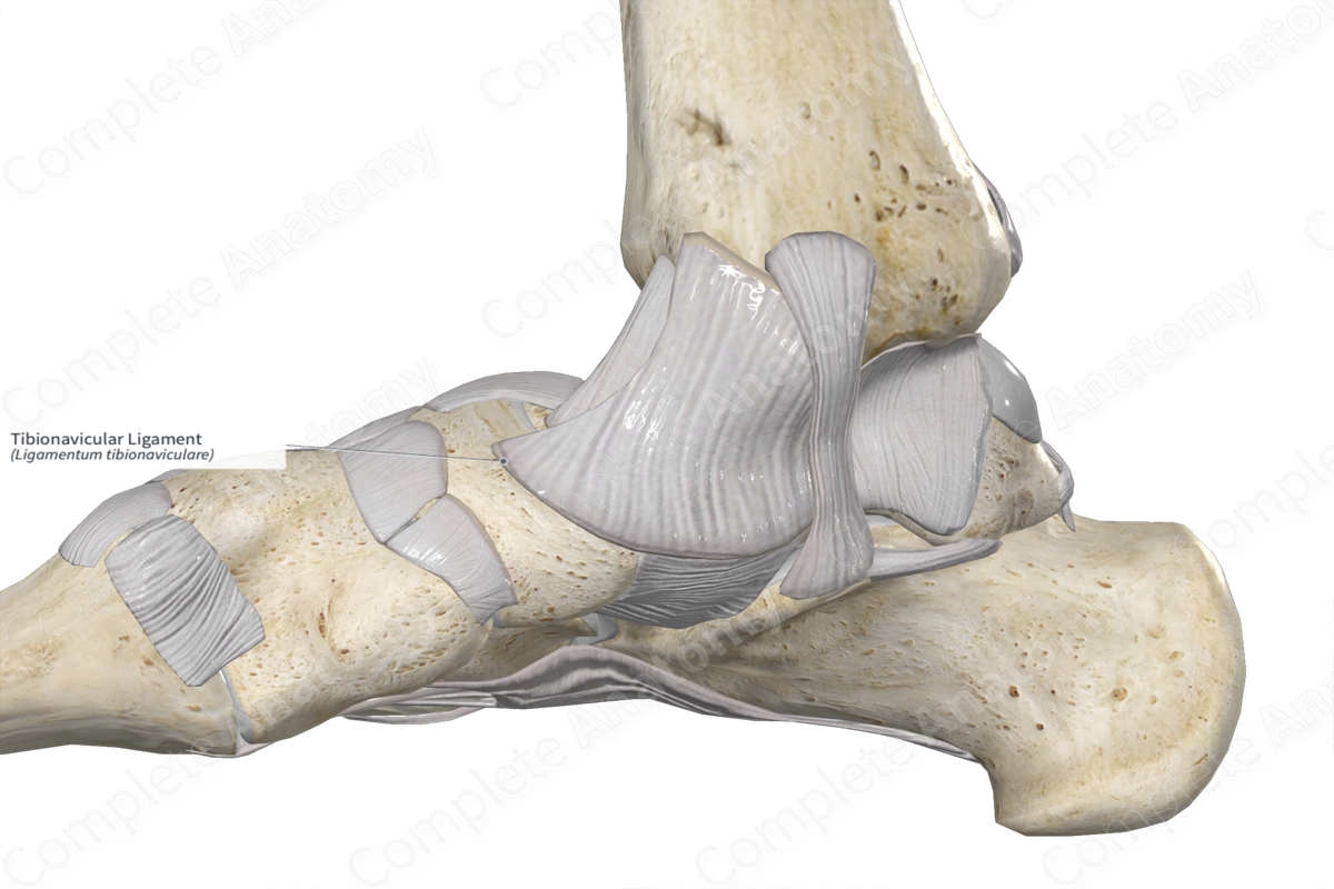 The medial ligament of the ankle (deltoid ligament).