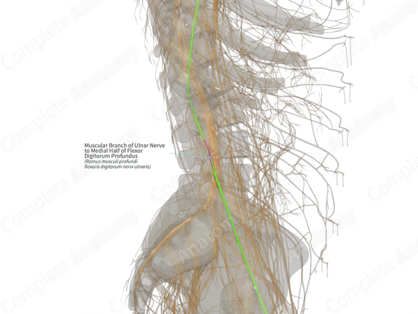 Muscular Branch of Ulnar Nerve to Medial Half of Flexor Digitorum Profundus (Right)