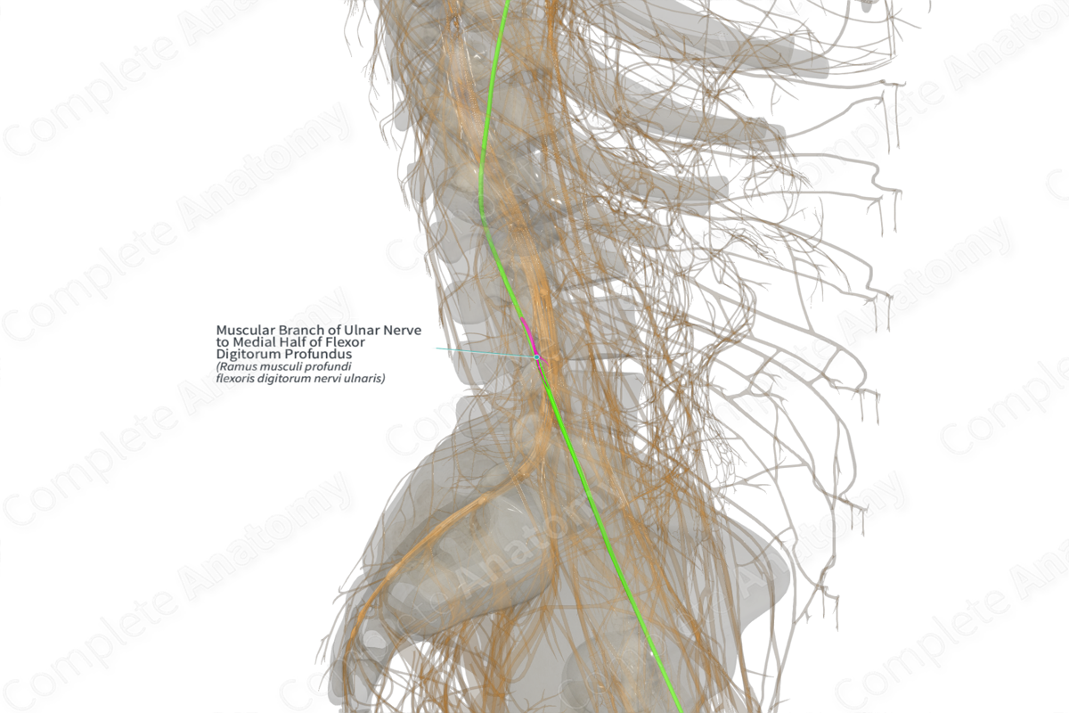 Muscular Branch of Ulnar Nerve to Medial Half of Flexor Digitorum Profundus (Right)