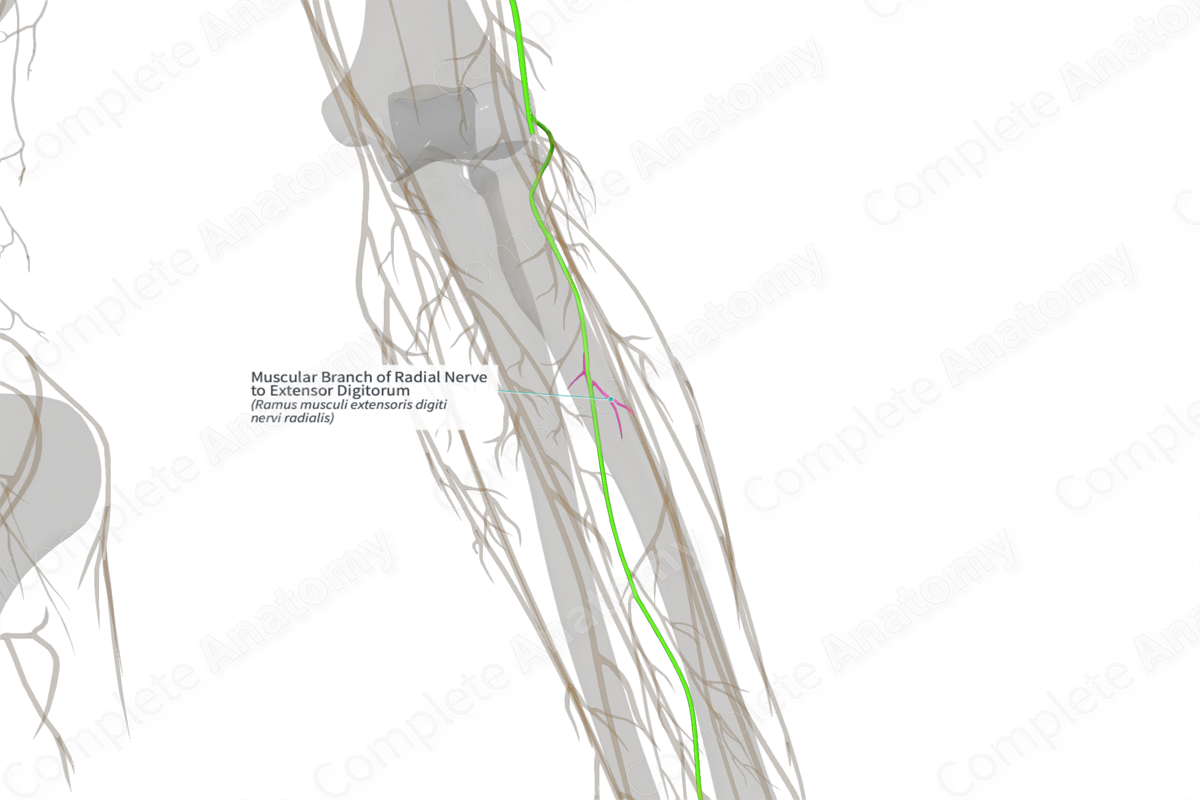 Muscular Branch of Radial Nerve to Extensor Digitorum (Left)