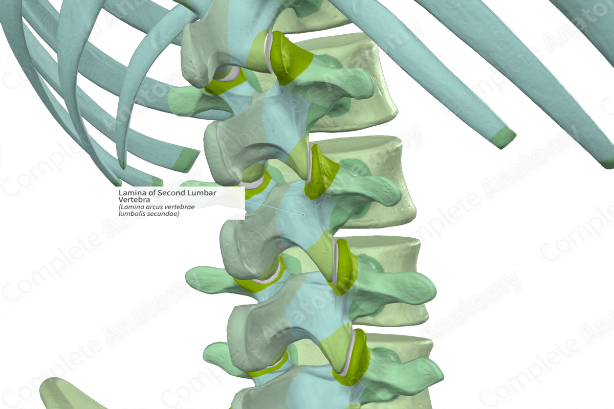 Lamina of Second Lumbar Vertebra (Left) | Complete Anatomy