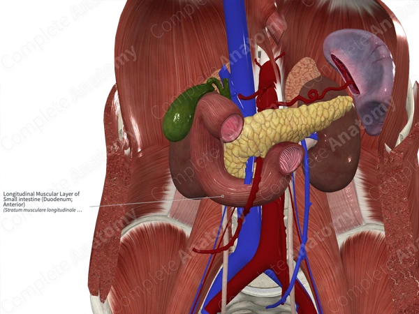 Longitudinal Muscular Layer of Small intestine (Duodenum; Anterior)