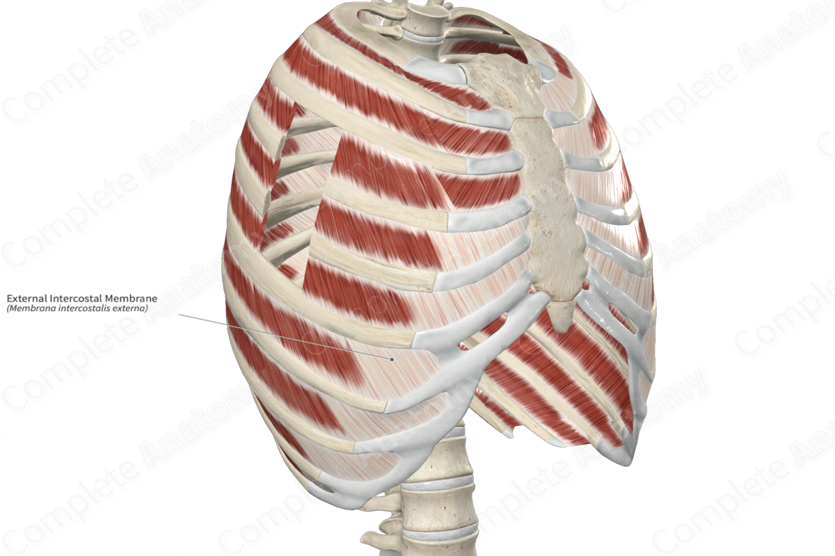 External Intercostal Membrane 