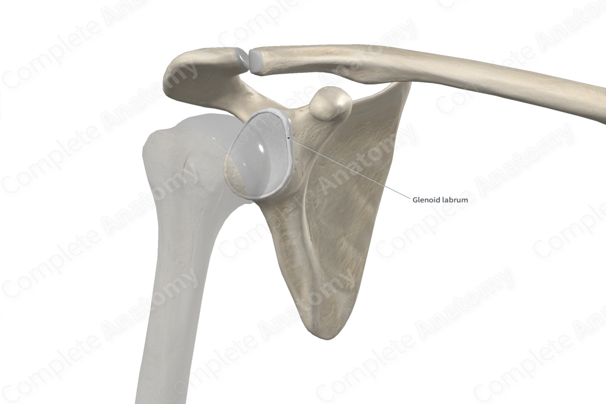 Glenoid Labrum | Complete Anatomy