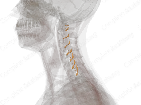 Cervical Spinal Roots & Ganglia (Left)