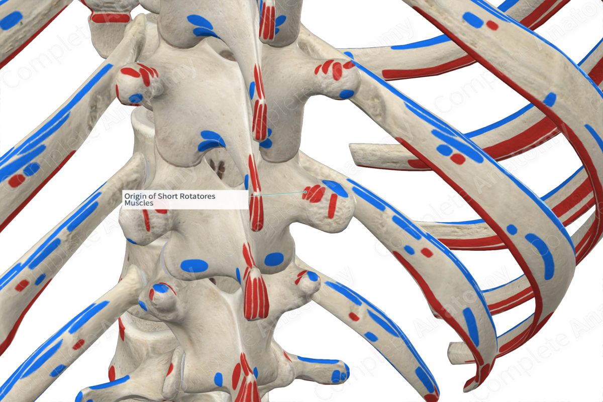 Origin of Short Rotatores Muscles