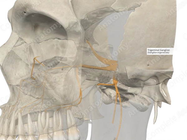 Trigeminal Ganglion 