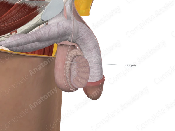 Epididymis