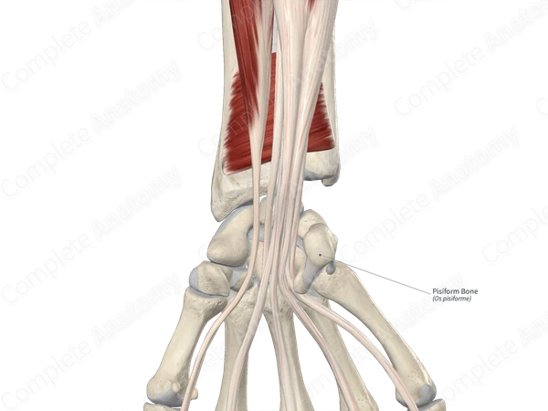 Pisiform Bone