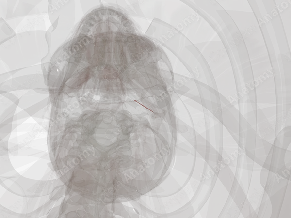 Muscles of Auditory Ossicles (Left)
