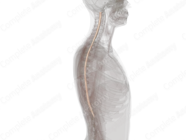 White Matter of Spinal Cord