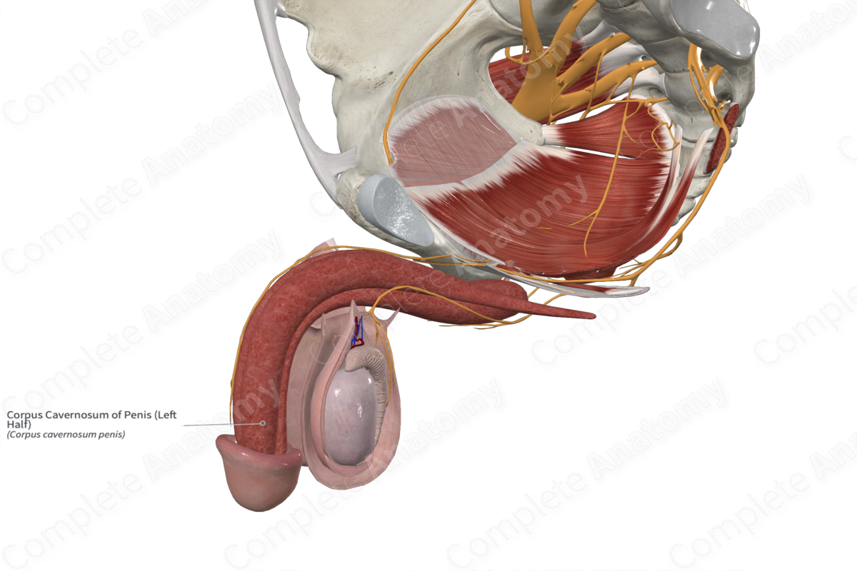 Corpus Cavernosum of Penis (Left Half)