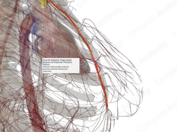 Fourth Anterior Intercostal Branch of Internal Thoracic Artery (Right)