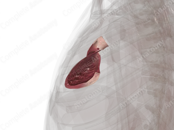 Right Ventricle