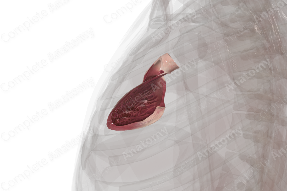 Right Ventricle