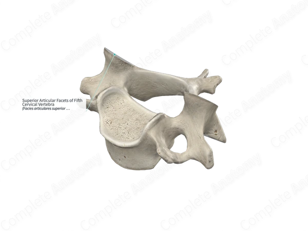 Superior Articular Facets of Fifth Cervical Vertebra