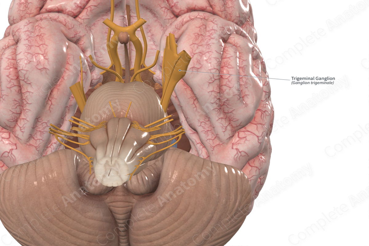 Trigeminal Ganglion 