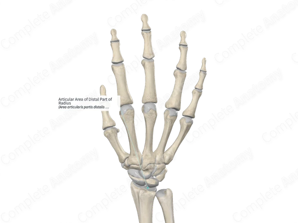 Articular Area of Distal Part of Radius