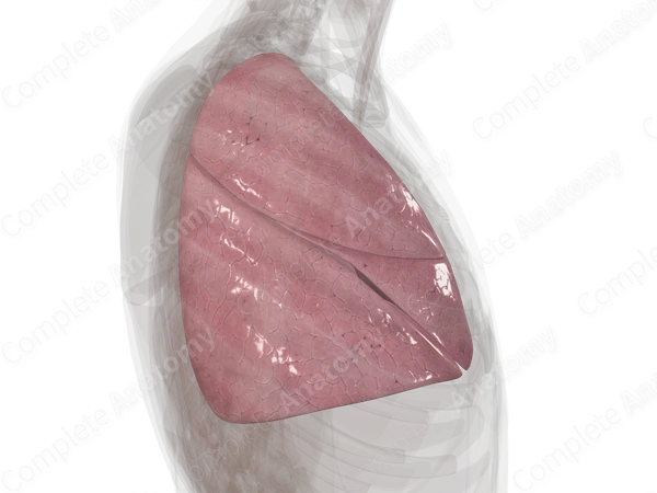 Lungs