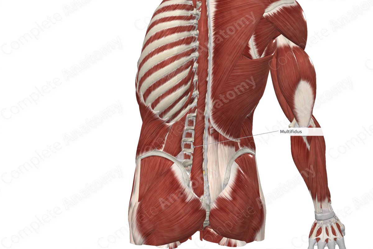 Multifidus Muscles 