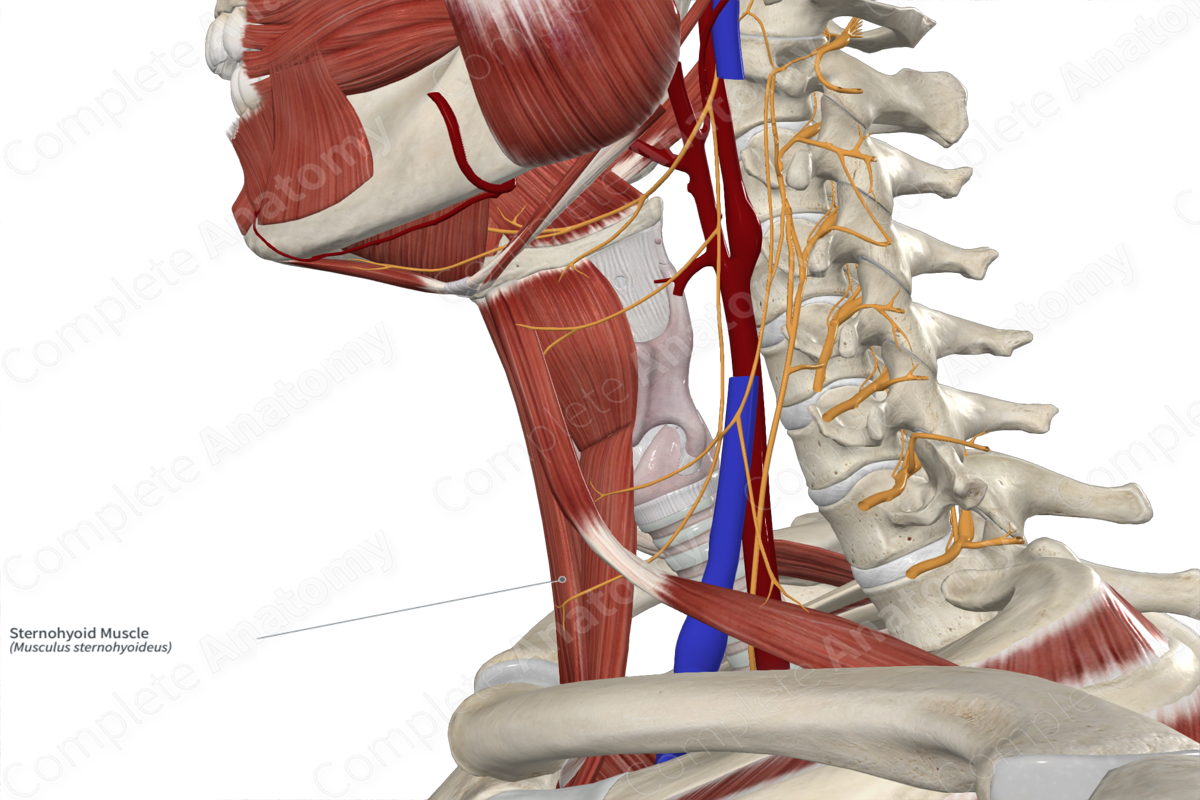 Sternohyoid Muscle 